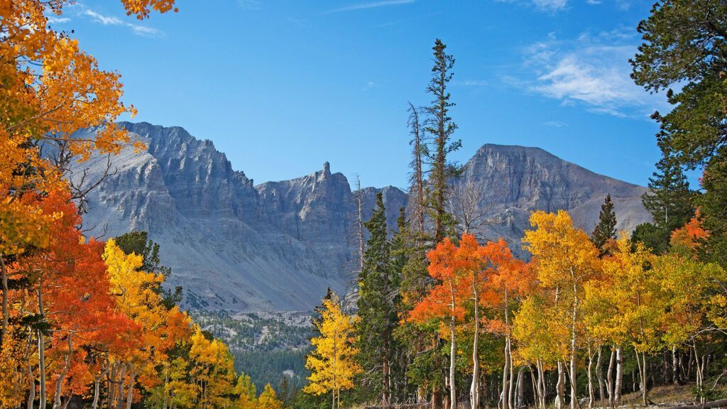 Wheeler Peak Scenic Drive 的遊客穿越12 英里的山艾樹平原，進入多樣化的生態系統。