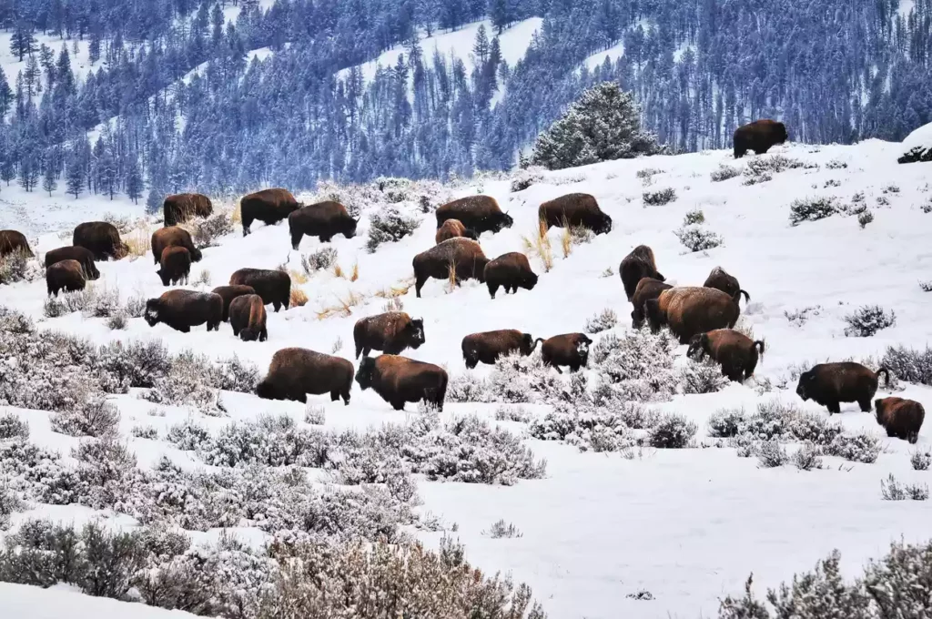黄石国家公园冬季野牛群