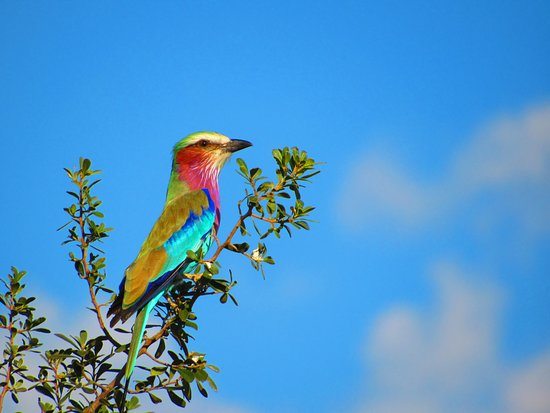 Parque Nacional Kruger, Sudáfrica
