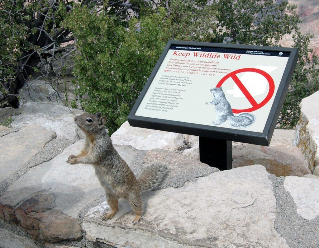 背景中有一個名為“保持野生動物狂野”的標誌，而一隻站立的松鼠與爪子併攏，完全模仿後面標誌上的素描對應物